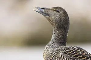 Anseriformes: iblcrr13518771.jpg