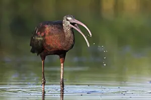 Ibis: iblcrr13518852.jpg