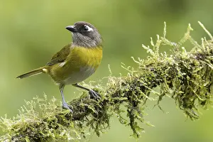 Passerines: iblcrr13523153.jpg