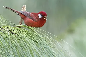 Singing: iblcrr13524729.jpg