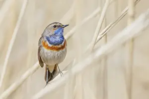 Reeds: iblcrr13525048.jpg