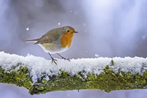 Robin: iblcrr13528644.jpg