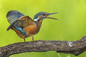 Kingfisher: iblcrr13529350.jpg