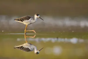 Stilt: iblcrr13529661.jpg