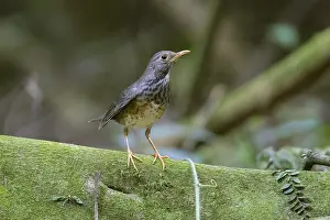 Vietnam: iblcrr13532144.jpg