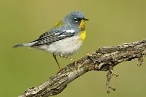 Passerines: iblcrr13532563.jpg