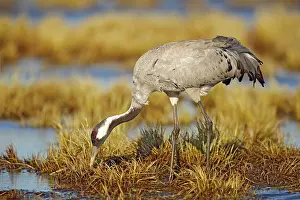 Cranes: iblcrr13533814.jpg