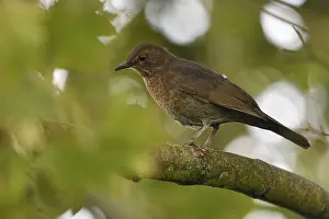 Thrush: iblcrr13544448.jpg