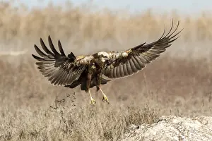 Harrier: iblcrr13546284.jpg