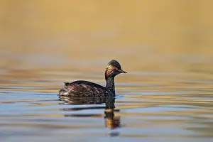 Podicipedidae: iblcrr13547166.jpg