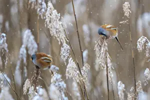 Reeds: iblcrr13548025.jpg