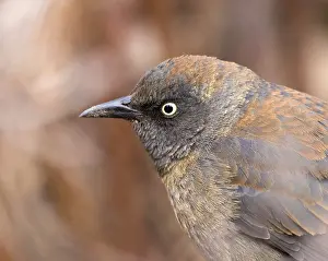 Thrush: iblcrr13554906.jpg