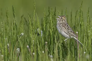 Singing: iblcrr13558470.jpg