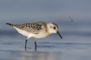 Sanderling: iblcrr13559541.jpg