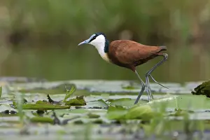 Jacana: iblcrr13560837.jpg