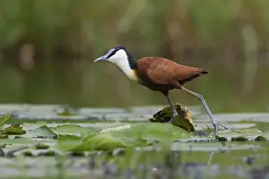 Jacana: iblcrr13560841.jpg