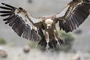 Griffon: iblcrr13562119.jpg