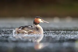 Fledgling: iblcrr13563127.jpg