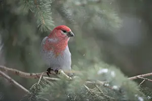 Pine: iblcrr13564437.jpg