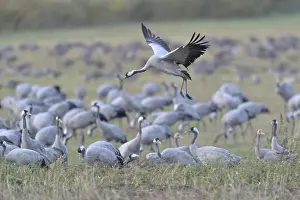Cranes: iblcrr13566057.jpg