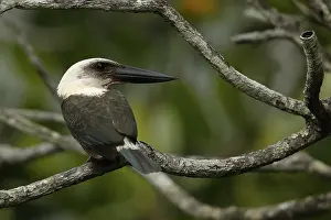 Indonesian: iblcrr13567141.jpg
