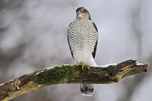 Falco: iblcrr13569899.jpg