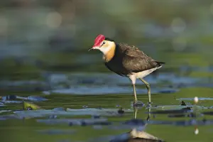 Jacana: iblcrr13571466.jpg