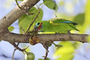 Parrots: iblcrr13572190.jpg