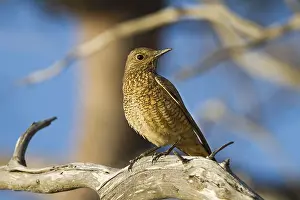 Thrush: iblcrr13572843.jpg