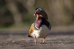 Anseriformes: iblcwe12528140.jpg