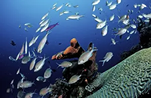 Polynesia: ibldre05361633.jpg