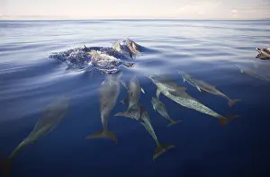 Dolphins: ibldre05362095.jpg