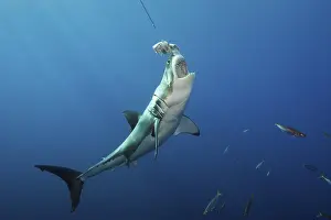 Shark: ibldre05365361.jpg