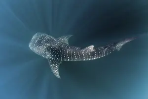 Shark: ibldre05365733.jpg