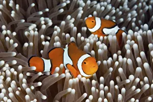 Anemonefish: ibldre05366206.jpg
