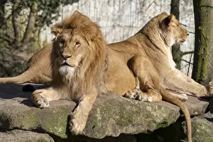 Lions: ibldwh13109757.jpg