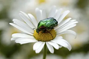 Daisy: ibldzo05146789.jpg