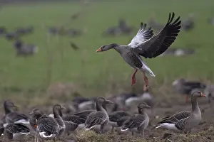 Anseriformes: iblhje12027916.jpg