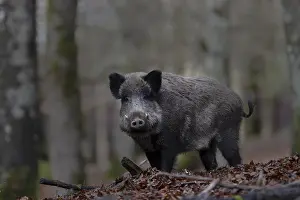 Boar: iblhje12033996.jpg