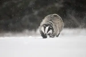 Badger: iblhje13035722.jpg