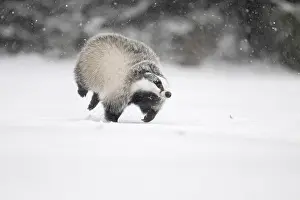 Badger: iblhje13035736.jpg
