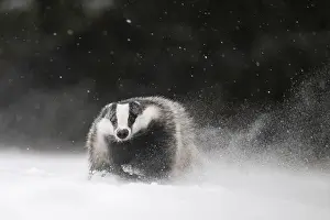Badger: iblhje13035740.jpg