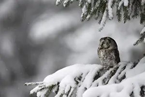 Winterly: iblhje13411904.jpg