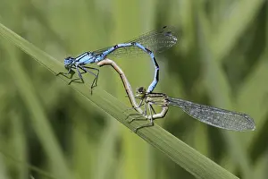 Damselfly: iblhoj05599329.jpg