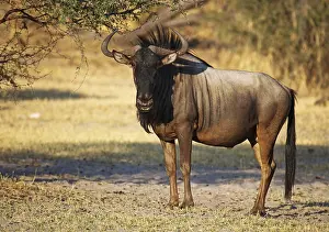 Antelopes: ibliqx08842859.jpg