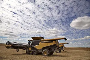 Wheat: ibliqx11435299.jpg
