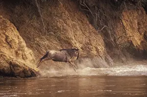 Leaping: ibllag05279982.jpg