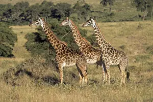 Giraffe: ibllag05325098.jpg