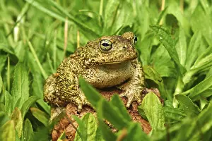 Toad: iblmoa05558491.jpg
