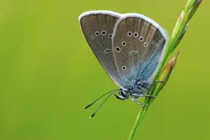 Lepidopteran: iblmup05520378.jpg